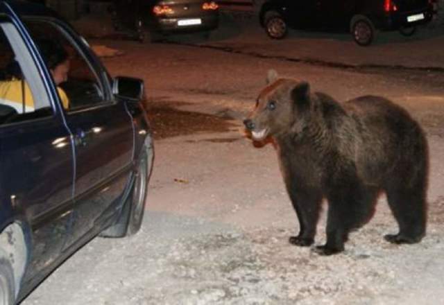 Un autocamion a accidentat un urs în apropiere de Sibiu