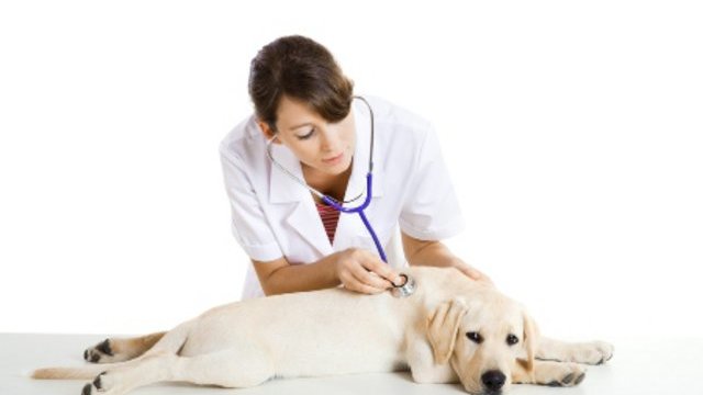 Piața medicamentelor de uz veterinar va fi reglementată de o nouă lege