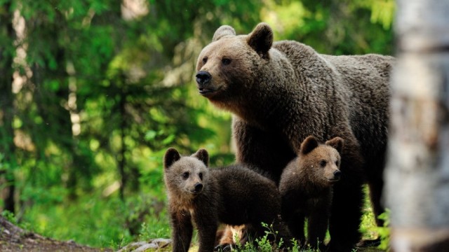 Turiști blocați pe munte de o ursoaică cu pui au fost ajutați de jandarmi să coboare în Bușteni