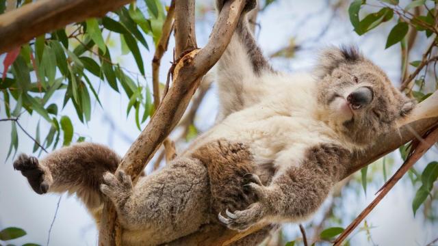 Australia | Populația de koala, în pericol de înfometare după ce rezidenții taie copacii pentru a preveni incendiile