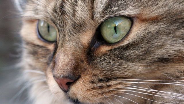 Creșterea pisicilor ar putea fi interzisă într-o localitate din Noua Zeelandă
