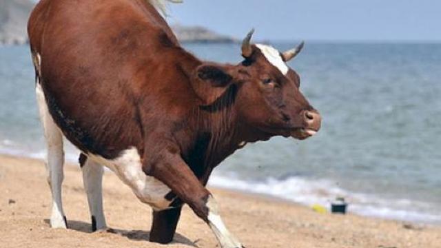 În Suedia, din cauza temperaturilor ridicate, vacilor li s-a permis să stea pe o plajă special amenajată pentru nudiști