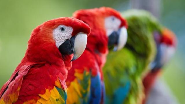 Papagalii pot lua decizii economice complexe ca să facă profit cu un minimum de efort