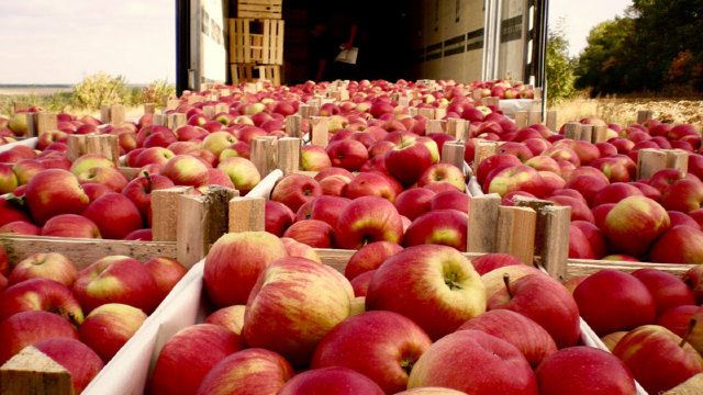 20 de tone de mere din R.Moldova, interzise în Federația Rusă