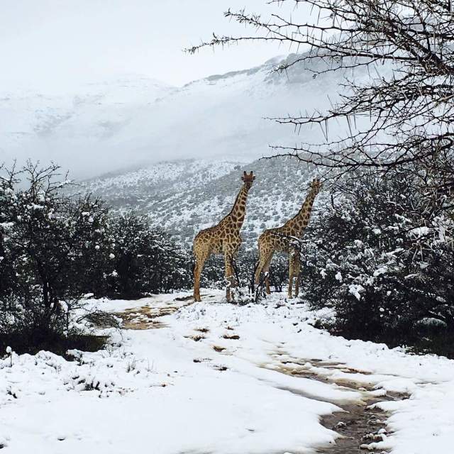 FOTO/VIDEO | A nins în Africa. Girafe și elefanți fotografiați în zăpadă