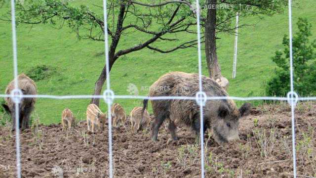 Mai multe cazuri de pestă porcină africană au fost confirmate în Belgia
