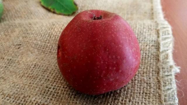 Primul soi de măr cu miezul roșu în R.Moldova. Cum arată și ce gust are fructul (Agrobiznes)