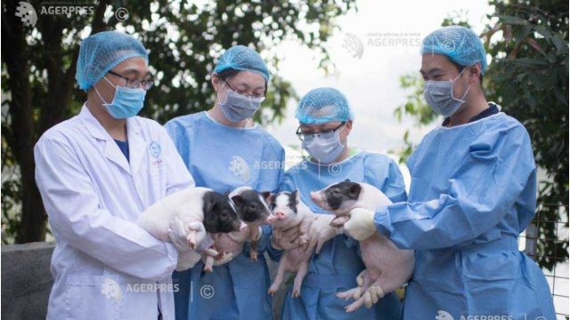 Reuniune de urgență organizată la Bangkok pe tema epidemiei de pestă porcină din China