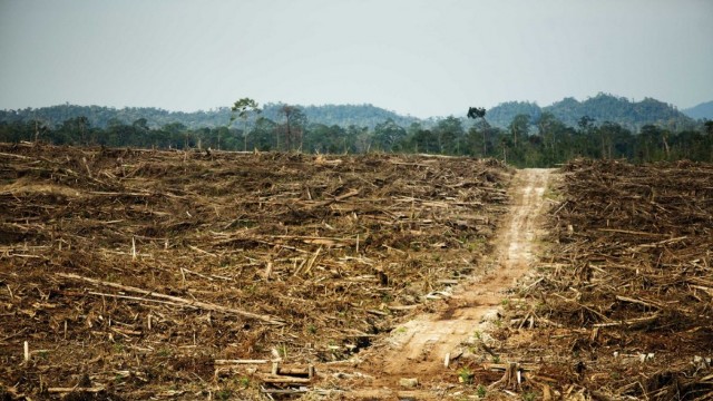 Greenpeace corelează distrugerea pădurii tropicale din Indonezia cu importante branduri globale
