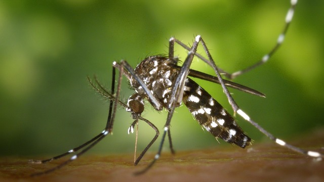 ANSP oferă detalii despre cazul de infestare cu virusul West Nile