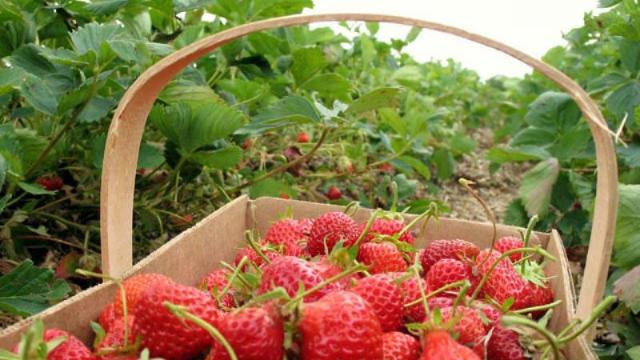 Două companii din Noua Zeelandă nu mai importă căpșuni din Australia după ce au fost găsite ace de cusut