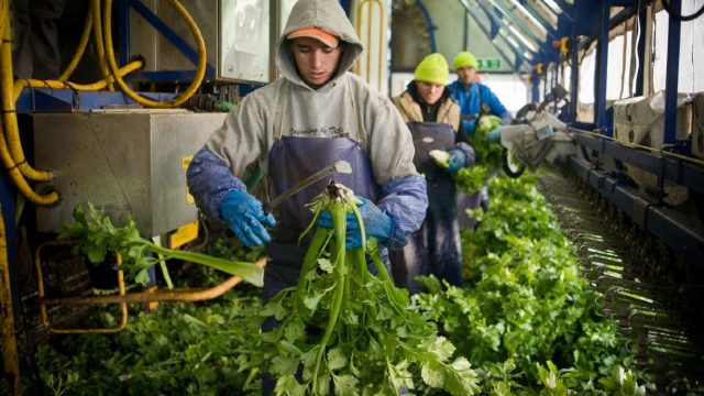 Germania va primi zeci de mii de muncitori sezonieri străini pentru strângerea de fructe și legume
