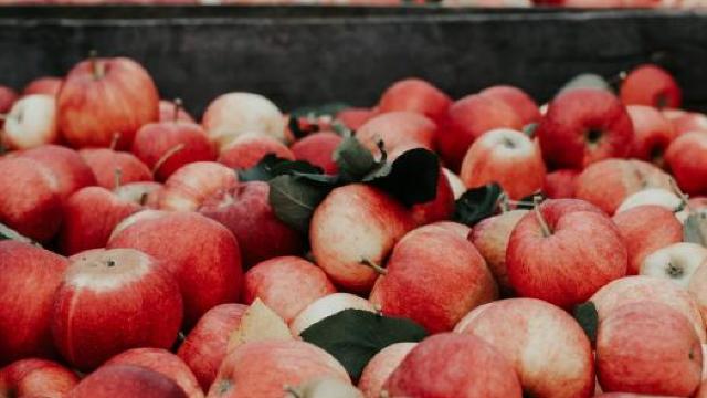 În premieră, merele din R.Moldova vor fi exportate pe una dintre cele mai mari piețe din lume