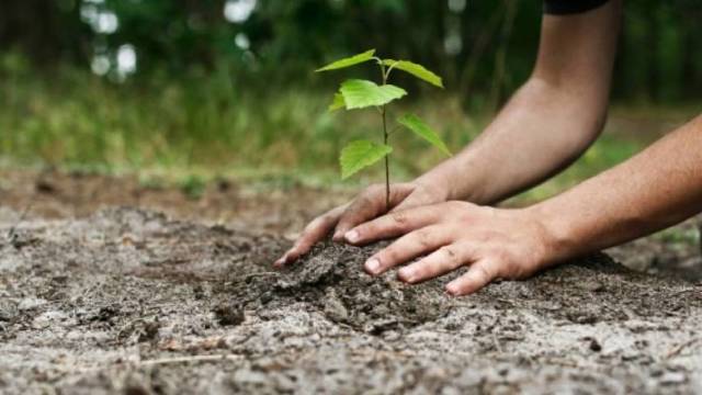 Zeci de mii de puieți vor fi plantați în cadrul Campaniei de plantare a arborilor. Ecologiștii spun că nu este suficient