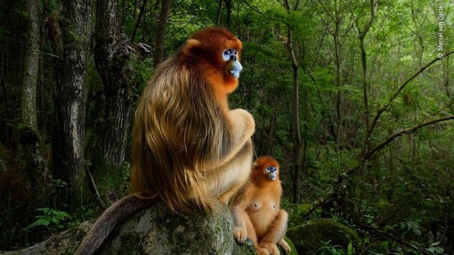 Wildlife Photographer of the Year | Fotografia cu două maimuțe aurii a obținut marele premiu