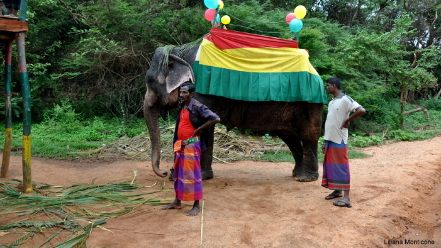 Sri Lanka explorează noi moduri de a proteja elefanții de trenuri