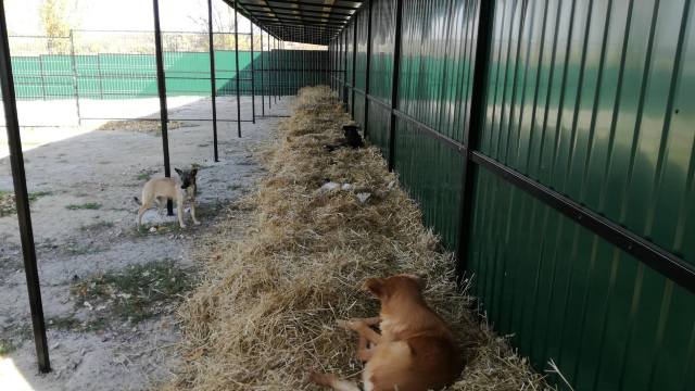 Un centru de evidență a câinilor va funcționa în Chișinău, începând de săptămâna viitoare