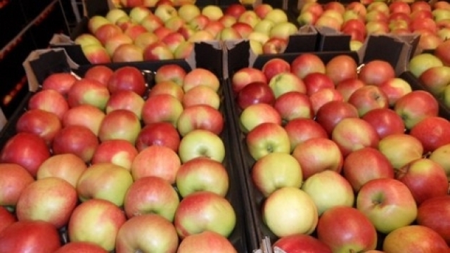 Ministrul Agriculturii: Anul acesta s-au recoltat 500 de mii de tone de mere, dar frigidere există doar pentru 200 de mii de tone