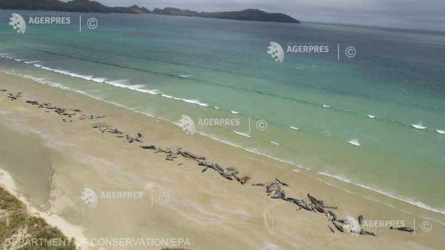 Circa 145 de balene pilot au murit pe o plajă izolată din Insula Stewart (Noua Zeelandă)