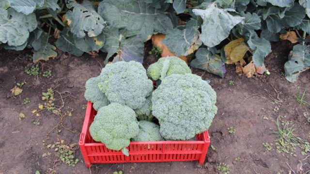 Pentru prima dată agricultorii moldoveni au testat semințe de broccoli și conopidă târzie de toamnă