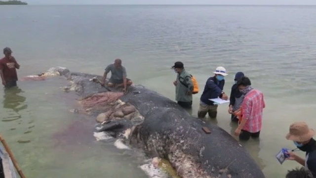 Aproape șase kilograme de plastic au fost descoperite în stomacul unei balene moarte, în Indonezia