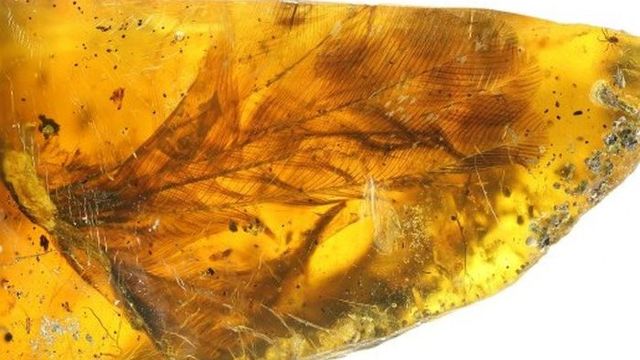 O pană de la o pasăre care a trăit pe vremea dinozaurilor, descoperită conservată într-un chihlimbar