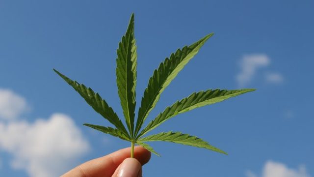 Încă o țară este deschisă legalizării consumului de canabis în scop recreativ și organizează referendum