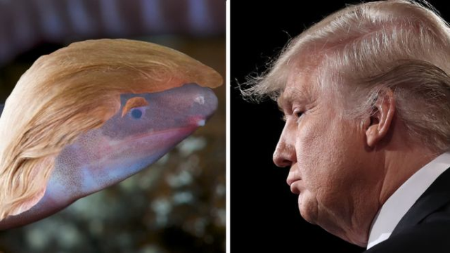 Donaldtrumpi | Un amfibian descoperit recent, care își îngroapă capul în nisip, a fost numit după numele președintelui american