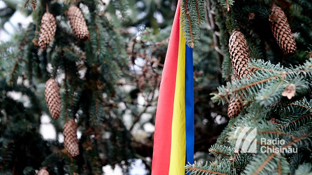 Cu drag din România | Bradul din Carpați pentru Târgul de Crăciun este instalat în centrul Chișinăului (FOTO)