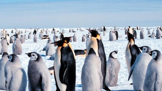 Bacteriile care de obicei afectează omul, au ajuns să infecteze și pinguinii. Consecințele ar putea fi devastatoare