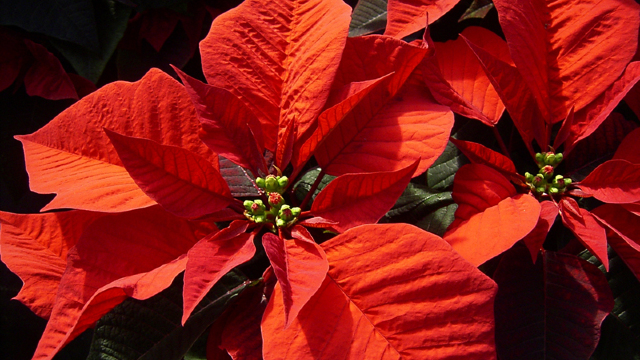 DOCUMENTAR | Crăciunița, o floare magică și un cadou superb în sărbătorile de iarnă – legende, simbolistică și mod de îngrijire