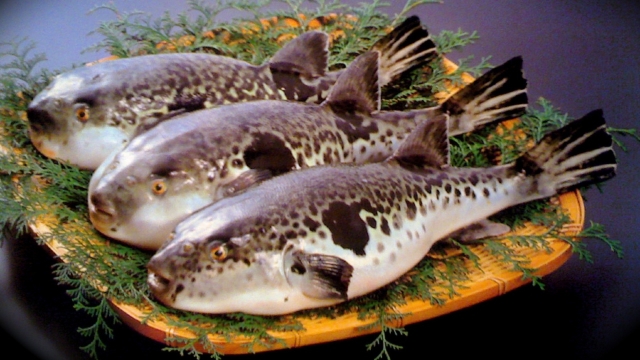 Peștele, care poate ucide un om dacă nu este gătit cum trebuie, a suferit o mutație genetică 