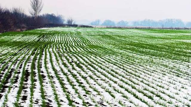 Ministerul Agriculturii | Cum vor fi afectate culturile de topirea bruscă a zăpezii