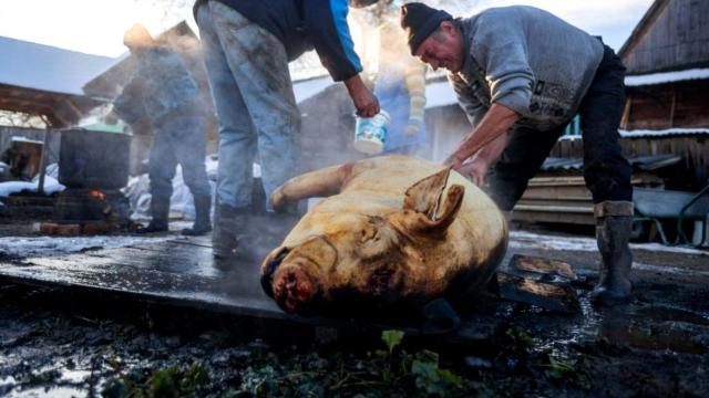 Români pasibili de închisoare în Italia pentru că au tăiat un porc în propria curte