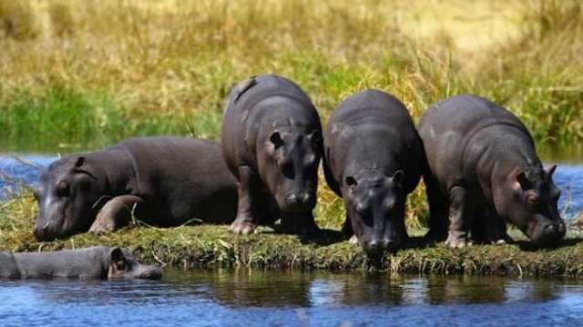 Mai multe ONG-uri protestează împotriva deciziei autorităților din Zambia să sacrifice 2.000 de hipopotami