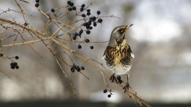 Pasionați de ornitologie sunt așteptați duminică în Pacul Valea Morilor, de Ziua Mondială a Păsărilor
