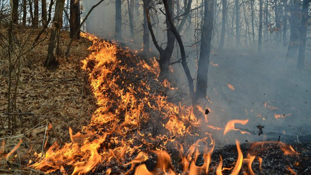 Vor fi intensificate măsurile de pază a pădurilor împotriva incendiilor