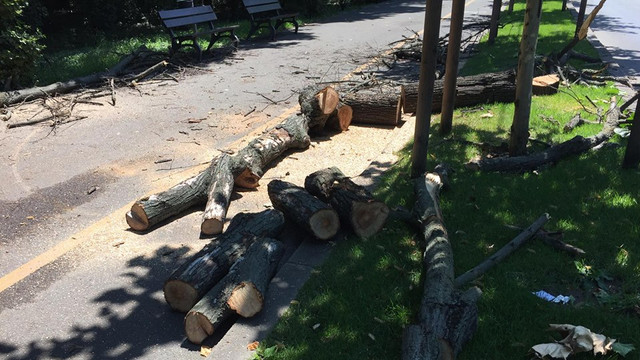 La Chișinău sunt defrișați tot mai mulți copaci