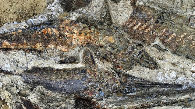 Pești fosilizați din ziua în care un asteroid a lovit Pământul acum 66 de milioane de ani, descoperiți în SUA