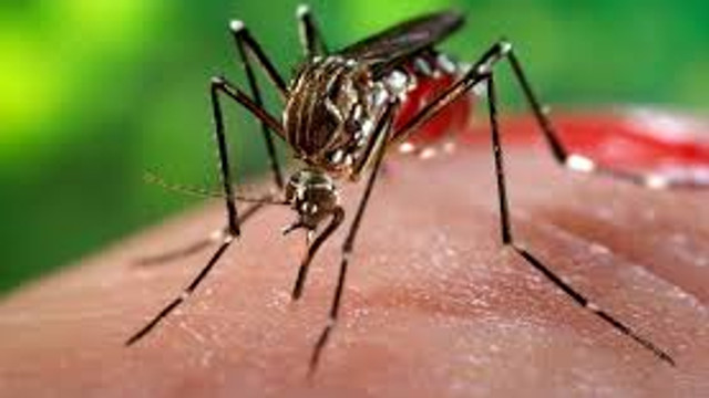 Republica Moldova, printre țările cu risc sporit pentru invazia malariei