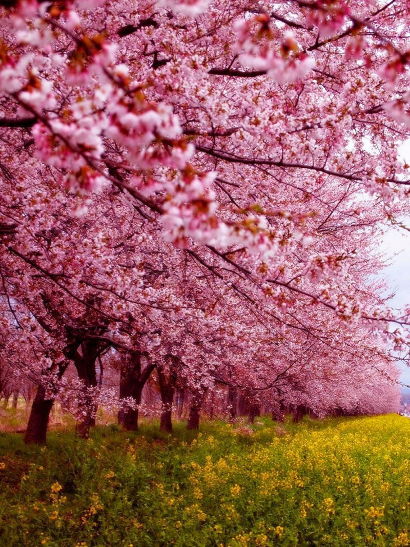 Imagini Splendide Cu Fenomenul Sakura Din Japonia Foto