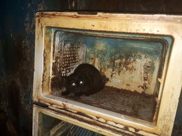 41 pisici ținute ani de zile în bucătăria unui apartament din București au fost salvate de Polița Animalelor (FOTO/VIDEO)
