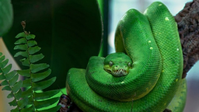 La Grădina Zoologică din capitală va fi deschis un terariu cu 20 de reptile, printre care 12 șerpi