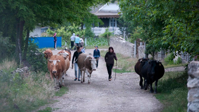 Republica Moldova rămâne fără vaci și lapte autohton (Mold-Street)