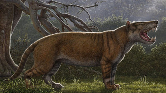 A fost descoperită o nouă specie de mamifer-gigant