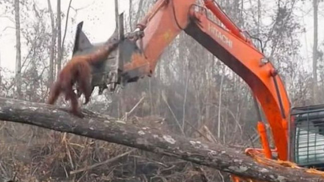 VIDEO | Încercările disperate, dar fără succes, ale unui urangutan de a opri buldozerul care-i distruge pădurea