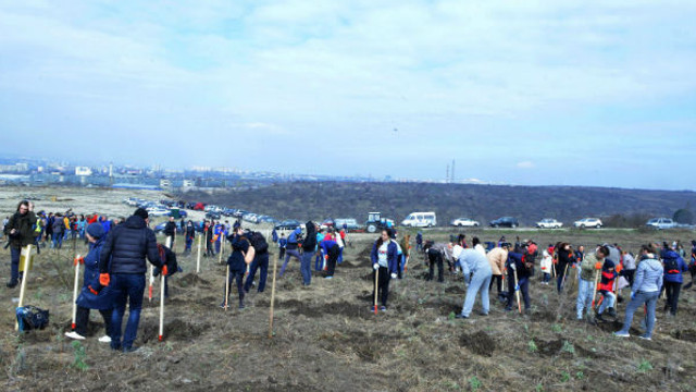 Circa 13 mii de arbori și arbuști au fost plantați în Chișinău 