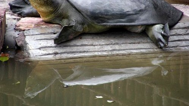 A murit una dintre cele mai rare broaște țestoase din lume. Câte exemplare au mai rămas