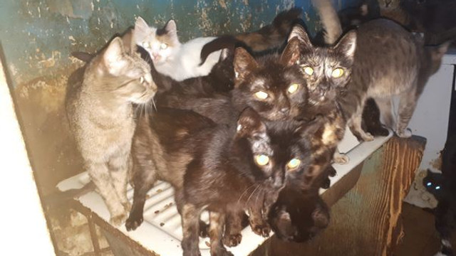 41 pisici ținute ani de zile în bucătăria unui apartament din București au fost salvate de Polița Animalelor (FOTO/VIDEO)
