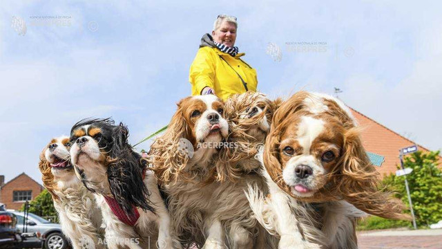 Marea Britanie | Proprietarii de câini care plimbă animalele în lesă riscă răniri grave la mâini, avertizează o asociație medicală